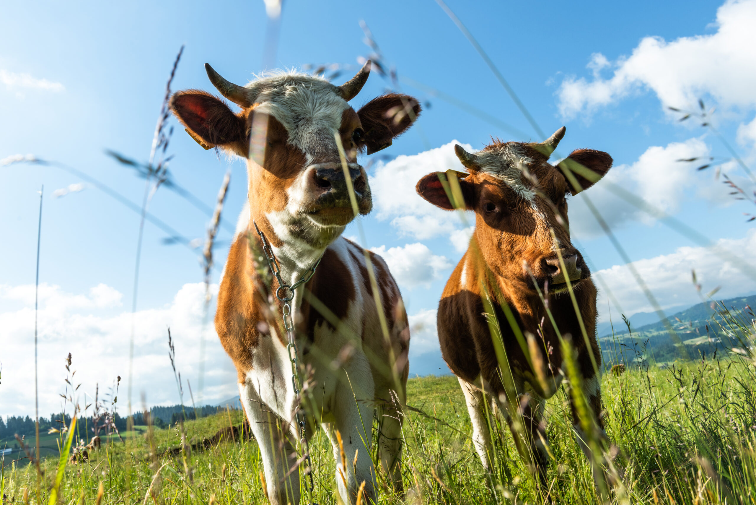 Curious cows looking at camera whle grazing on green meadow.