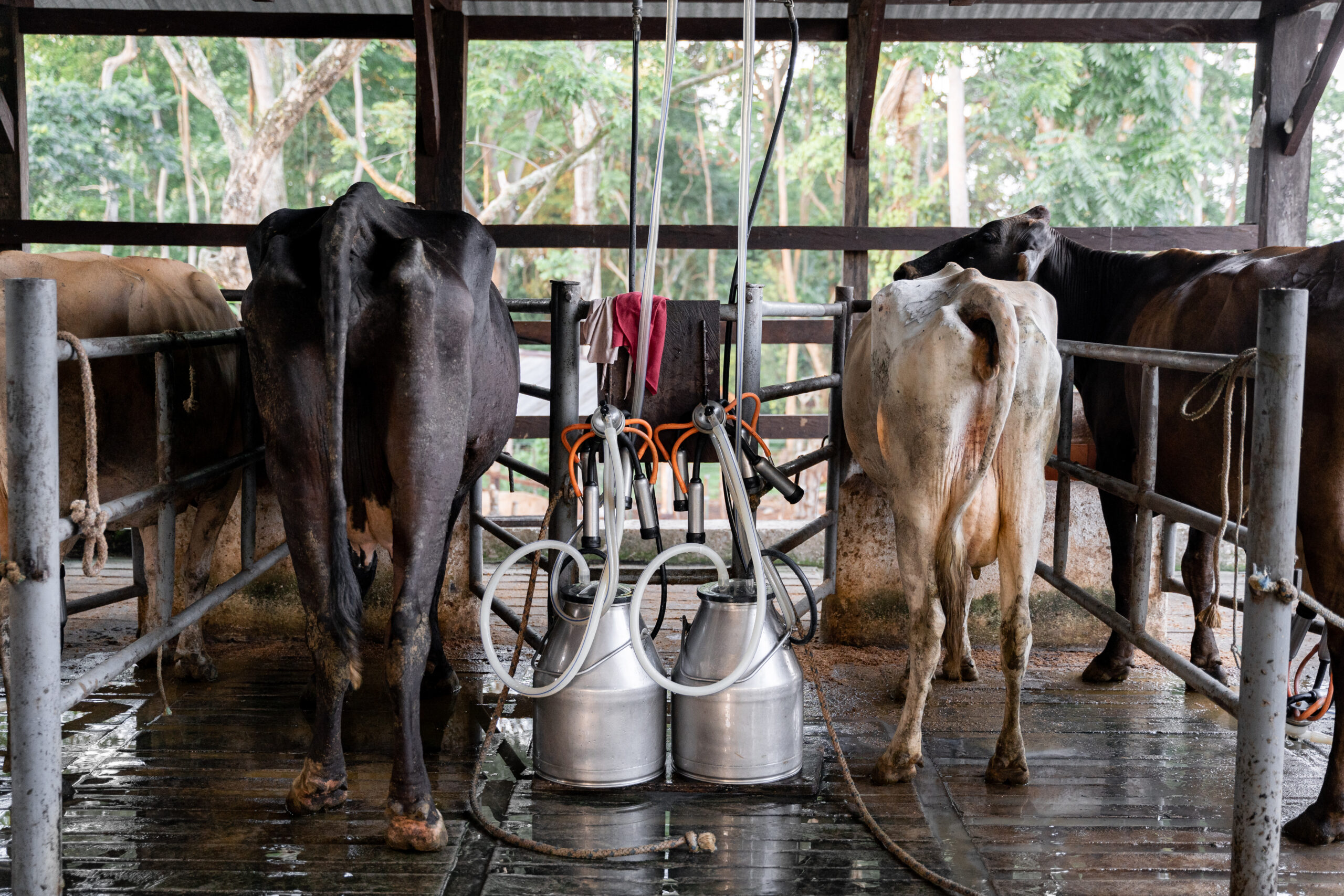 Two cows undergo milking, seamlessly connected to dairy farm machines, highlighting modern efficiency in the dairy industry
